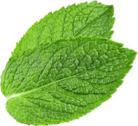 mint-leaf.png