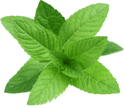 mint-leaves.png
